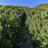 ハイマツに覆われた仙丈ヶ岳の登山道と青空の写真