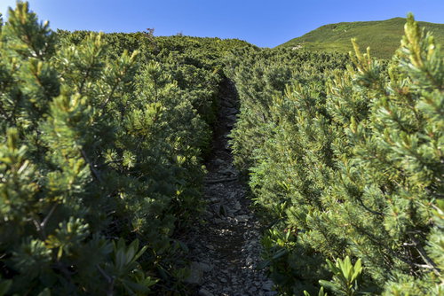 ハイマツに覆われた仙丈ヶ岳の登山道と青空