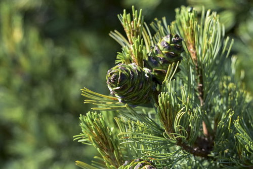 日本百名山・仙丈ヶ岳に咲くハイマツの実と高山植生