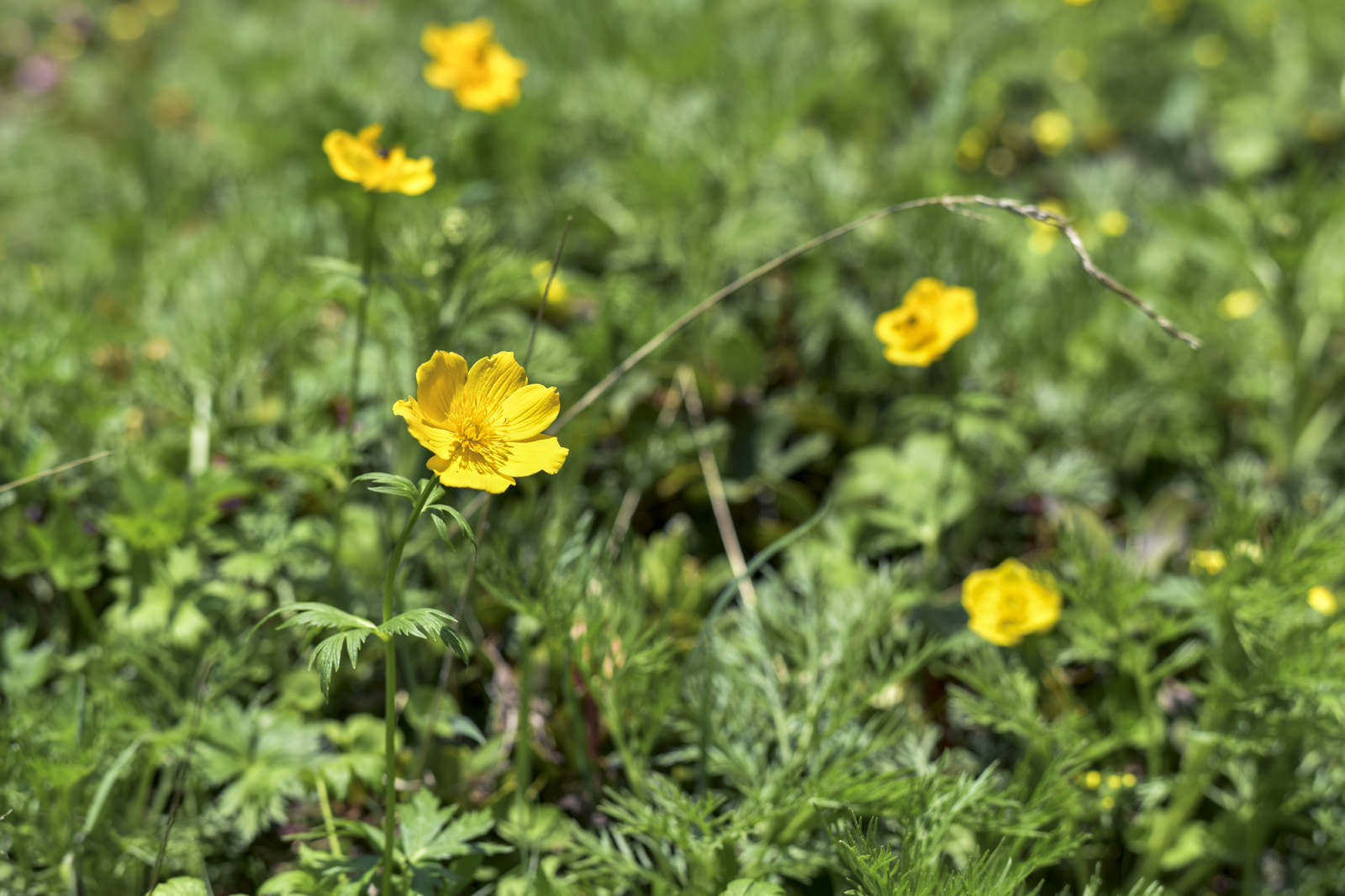 仙丈ヶ岳の緑の草地に咲く小さな黄色い高山植物の花