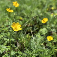 仙丈ヶ岳の山頂付近に咲く黄色い高山植物の花の写真