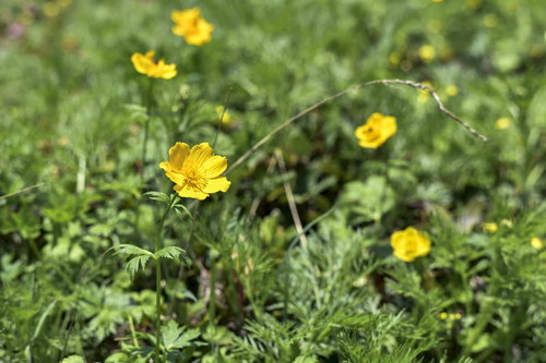 仙丈ヶ岳の山頂付近に咲く黄色い高山植物の花