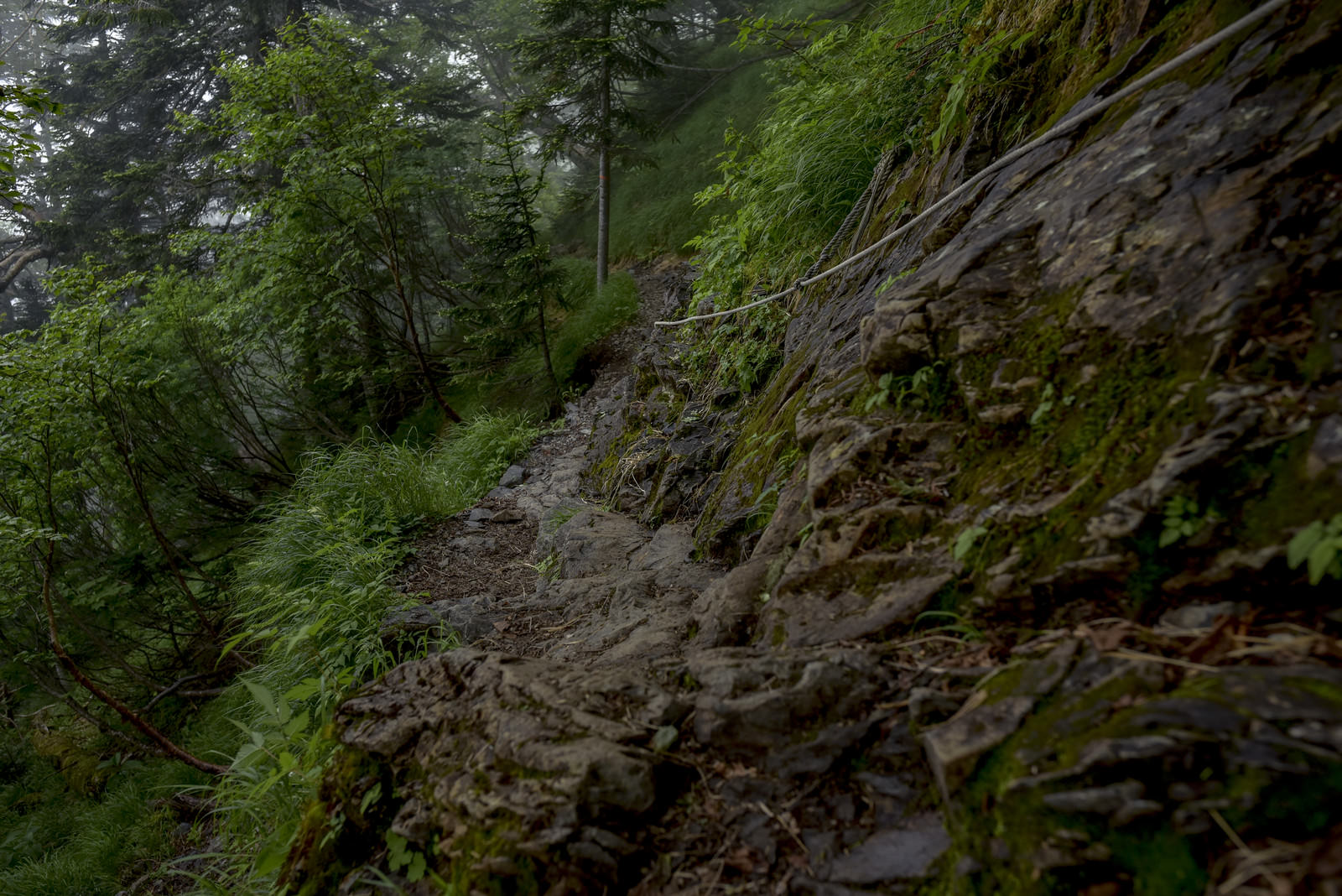 苔むした岩場と森林に囲まれた仙丈ヶ岳中腹の湿った登山道