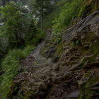 暗く湿った苔むした仙丈ヶ岳中腹の登山道と森林の写真