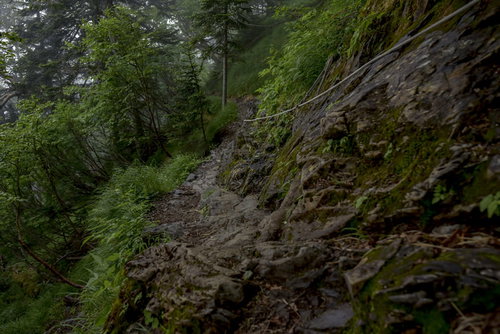 暗く湿った苔むした仙丈ヶ岳中腹の登山道と森林