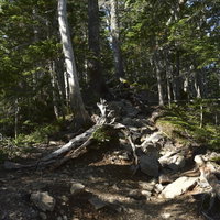 木漏れ日の仙丈ヶ岳中腹の登山道を歩く白樺林の山道の写真