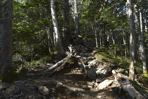 木漏れ日の仙丈ヶ岳中腹の登山道を歩く白樺林の山道