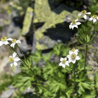 日本百名山・仙丈ヶ岳の稜線に咲くハクサンイチゲの花の写真