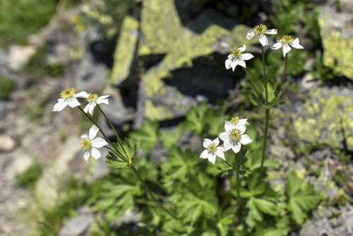 日本百名山・仙丈ヶ岳の稜線に咲くハクサンイチゲの花