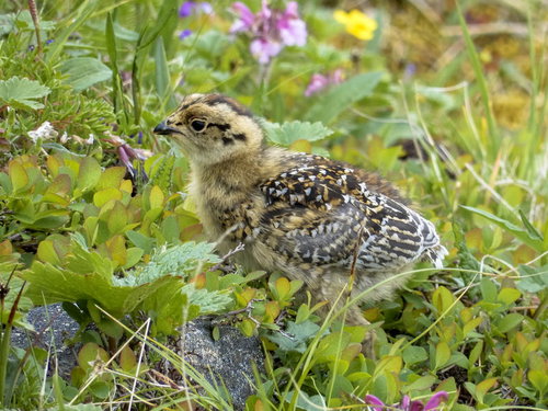 親鳥についていくライチョウの雛（仙丈ヶ岳の高山）