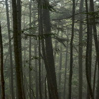 霧の中の針葉樹林（仙丈ヶ岳）の写真