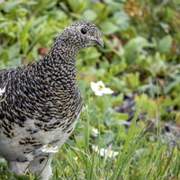 高山植物の中を歩くライチョウ（仙丈ヶ岳・100名山）の写真