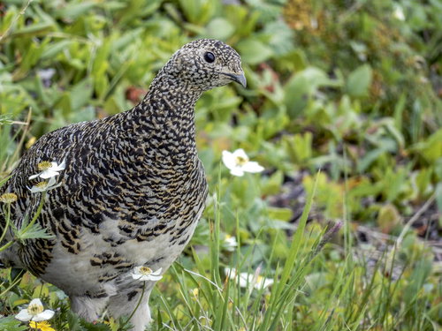 高山植物の中を歩くライチョウ（仙丈ヶ岳・100名山）
