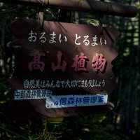 高山植物 自然美はみんなで大切にまもりましょう（仙丈ヶ岳）の写真
