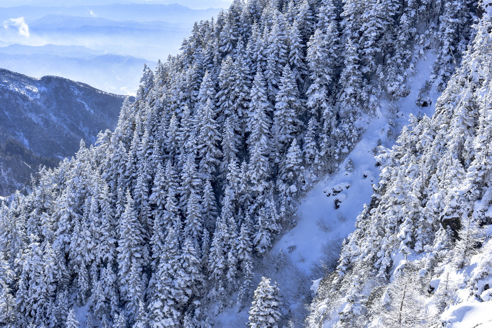 雪に覆われた浅間山の斜面に生える針葉樹の森