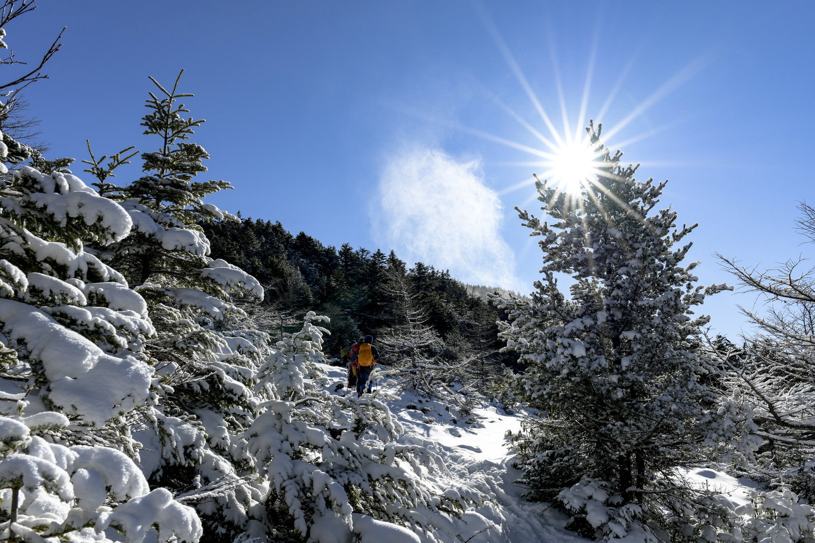 雪をかぶった針葉樹の間から太陽光が放射状に差し込む冬山の風景