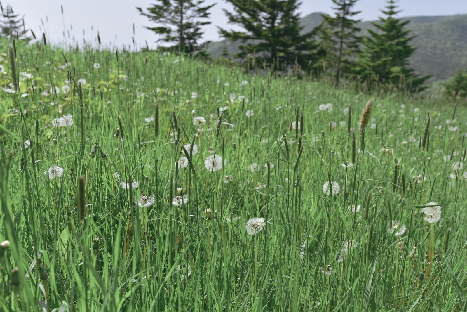 草津白根山の緑の草原に咲く白いわたげのタンポポ