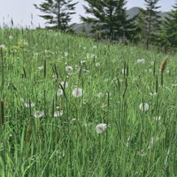 日本百名山・草津白根山の山頂に咲くタンポポのわたげの写真