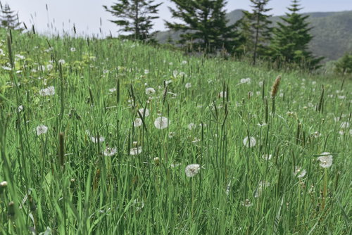 日本百名山・草津白根山の山頂に咲くタンポポのわたげ