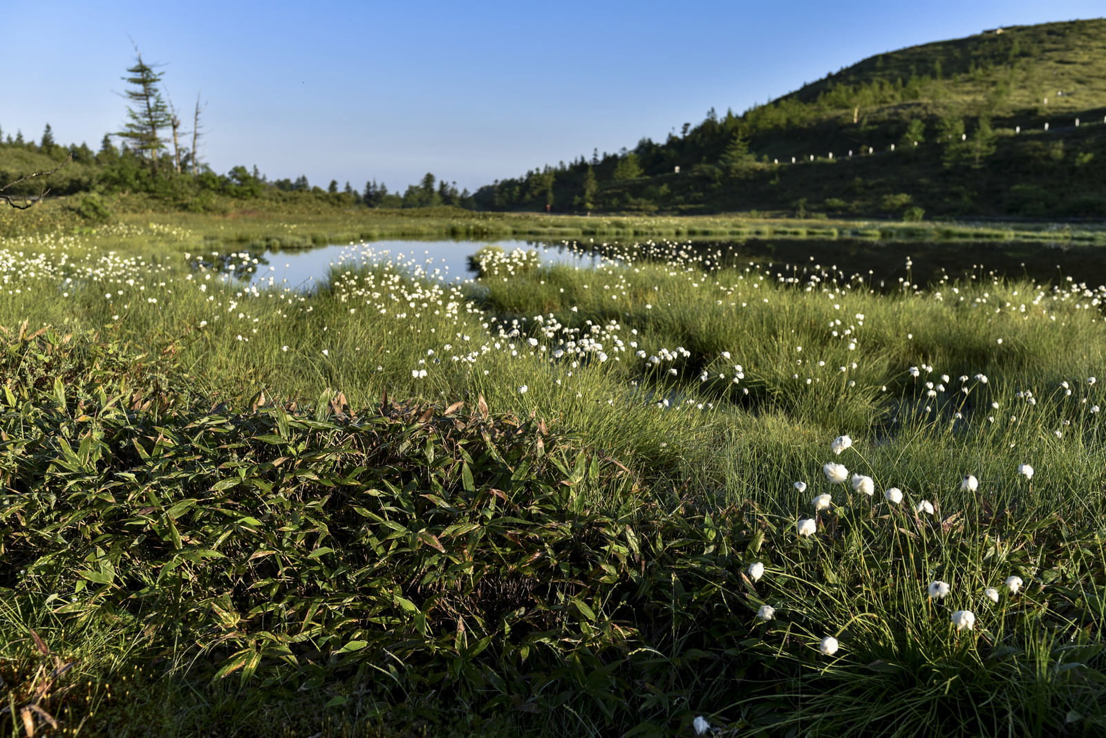 草津白根山の弓池湿地帯に群生する白い綿毛状のワタスゲと山並み