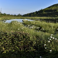 草津白根山の弓池に咲く白いワタスゲの群生の写真