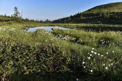 草津白根山の弓池に咲く白いワタスゲの群生