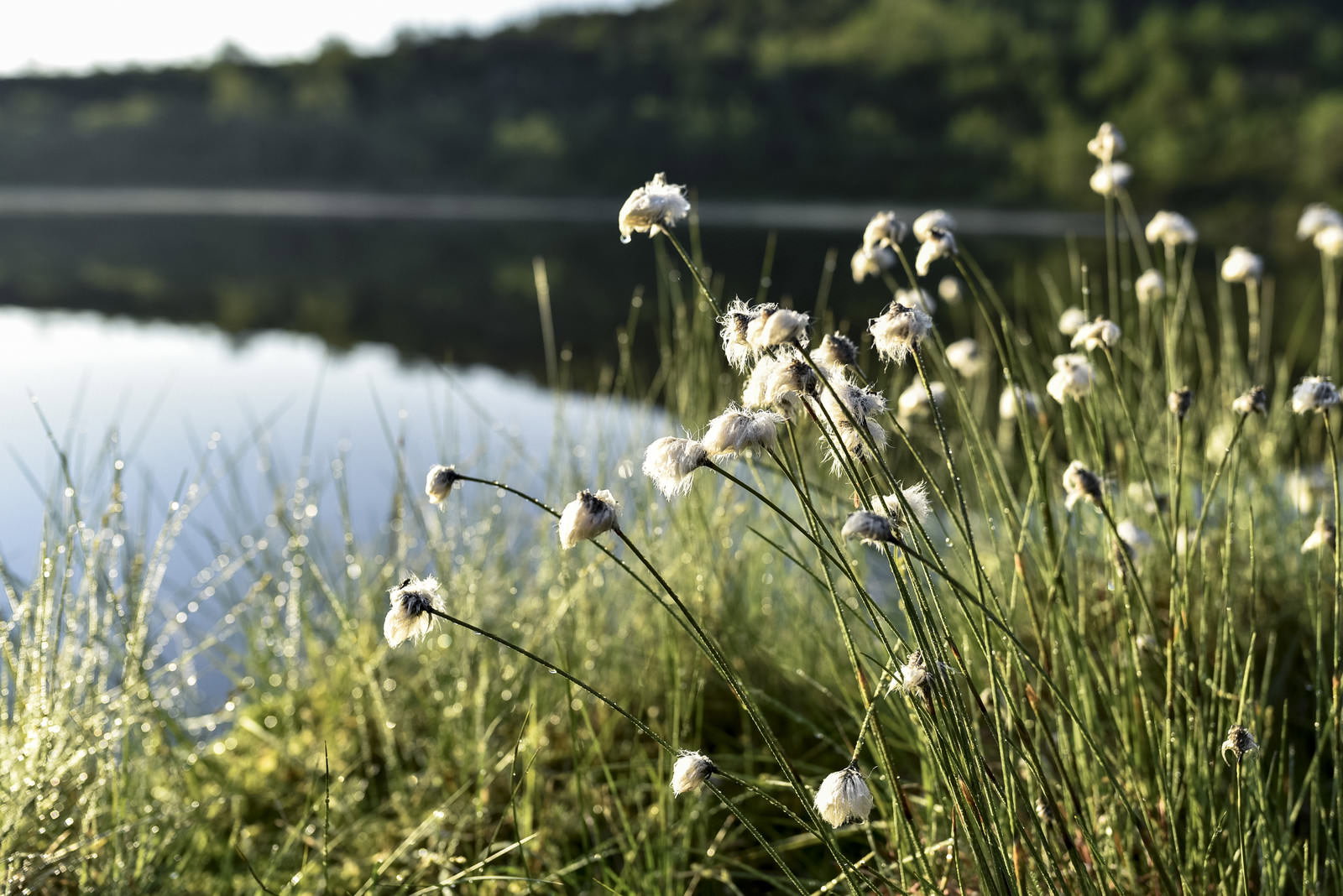 草津白根山の弓池脇に咲く白い綿毛状のワタスゲの花穂