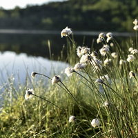 日本百名山・草津白根山の弓池脇に群生するワタスゲの写真