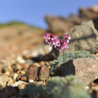 強い赤みを帯びた本白根山のコマクサ（草津白根山）の写真
