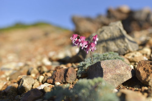 強い赤みを帯びた本白根山のコマクサ（草津白根山）