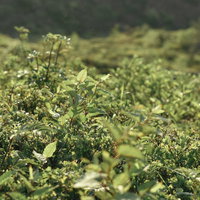 朝日を受けて柔らかに光る草（草津白根山）の写真