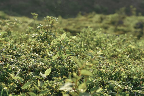 朝日を受けて柔らかに光る草（草津白根山）