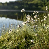 朝露に濡れた草津白根山のワタスゲ群生の写真