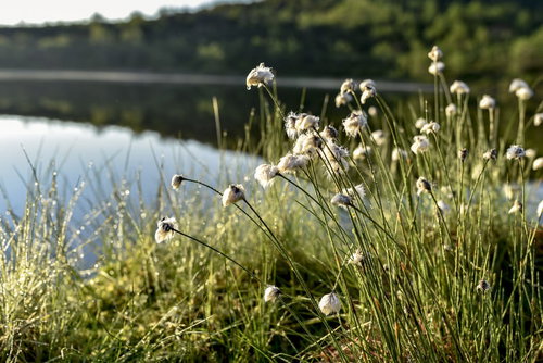 朝露に濡れた草津白根山のワタスゲ群生
