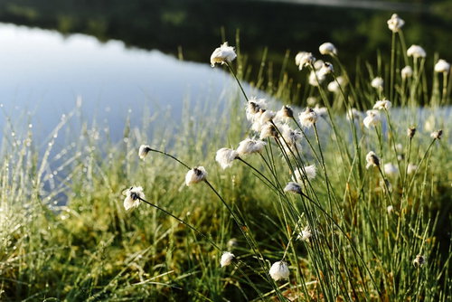 朝露に濡れる弓池脇のワタスゲ群生（草津白根山）