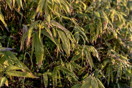 朝露に濡れる熊笹（日本百名山・草津白根山）