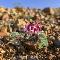 朝露に濡れる本白根山のコマクサ、草津白根山の岩場に咲くの写真