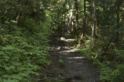 木漏れ日が差し込む草津白根山の登山道を進むハイカー