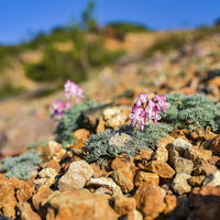 草津白根山の本白根山で咲くコマクサ｜高山植物の岩場の花の写真