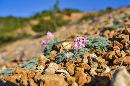 草津白根山の本白根山で咲くコマクサ｜高山植物の岩場の花