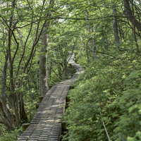 柔らかな光差す草津白根山の木道を行く登山道の写真