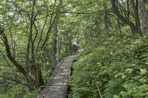柔らかな光差す草津白根山の木道を行く登山道