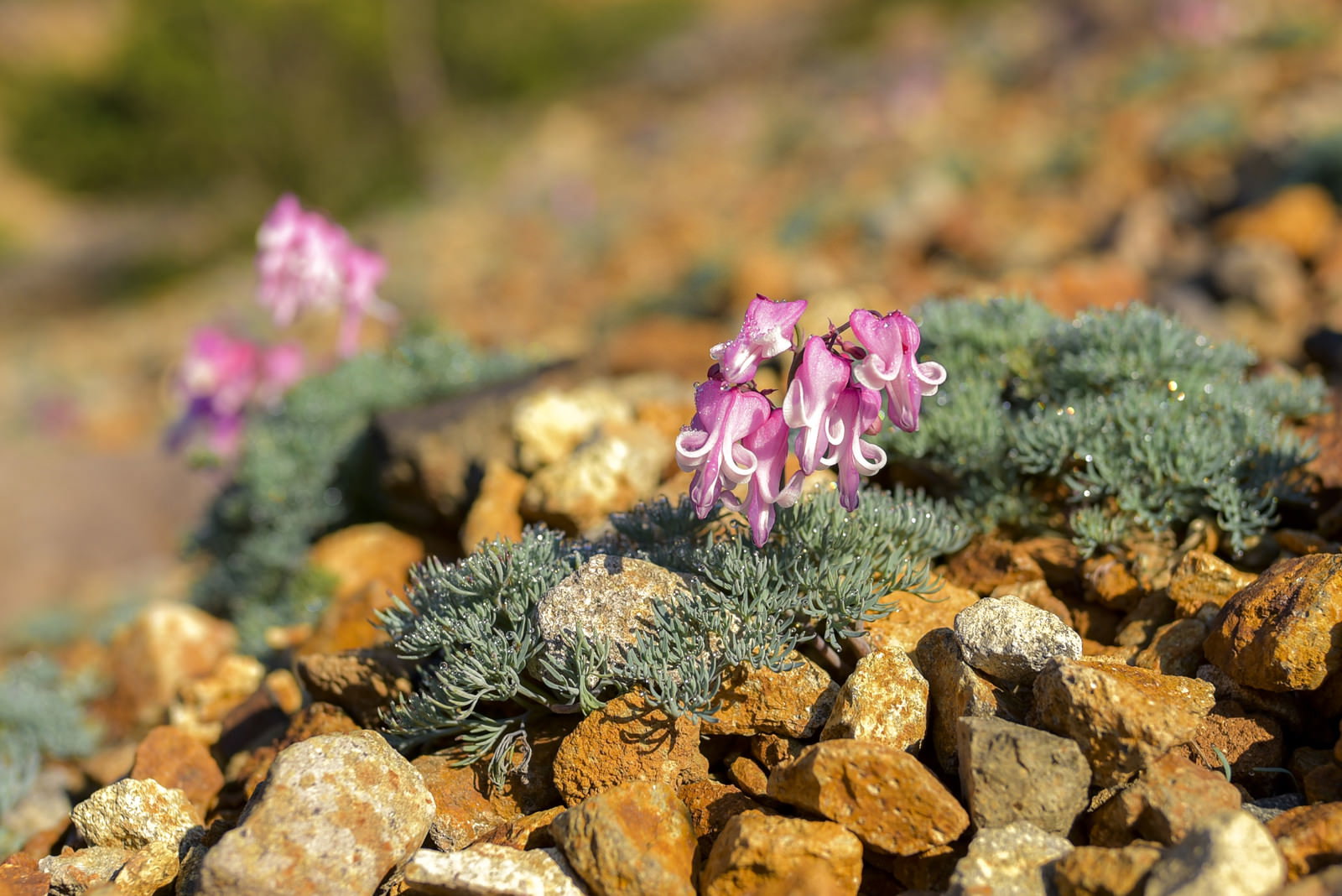草津白根山の火山性岩場に咲くピンク色のコマクサの花
