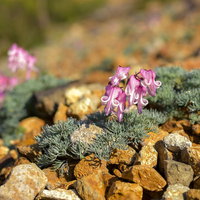 火山性の大地に咲くコマクサ（草津白根山の高山植物）の写真