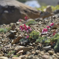 日本百名山・草津白根山に咲く真っ赤なコマクサの写真