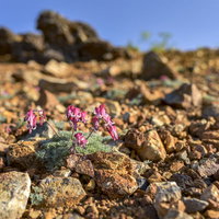草津白根山の岩礫地に咲く赤みを帯びたコマクサの花の写真