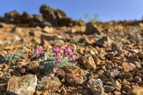 草津白根山の岩礫地に咲く赤みを帯びたコマクサの花