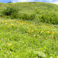 ニッコウキスゲが咲く白山の登山道と高原の花畑の写真