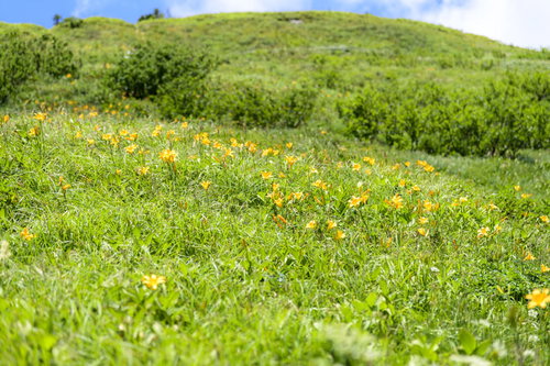 ニッコウキスゲが咲く白山の登山道と高原の花畑