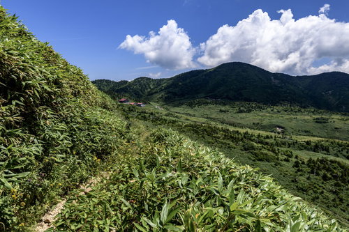 南竜ヶ馬場から望む白山連峰の景色と笹原の高原風景